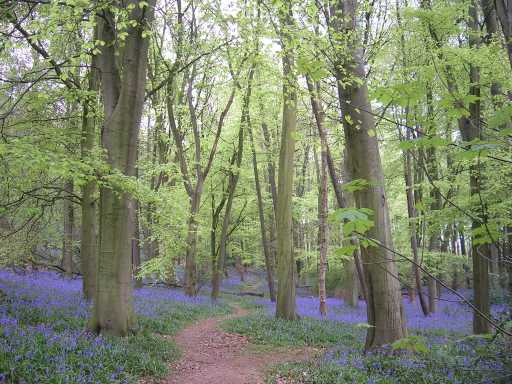 bluebells