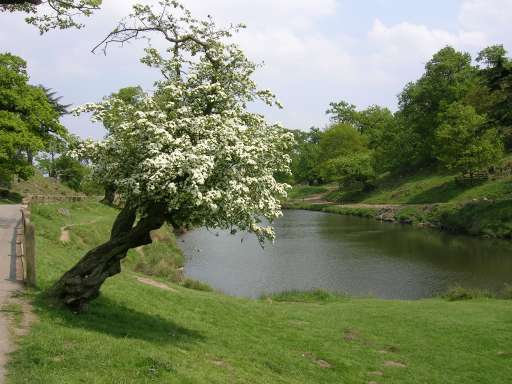 bradgate