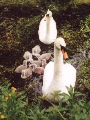 cygnets