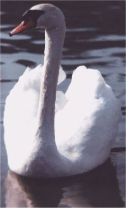 swan