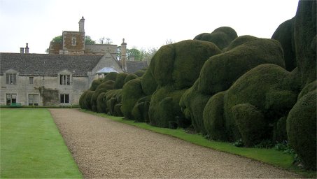 hedge