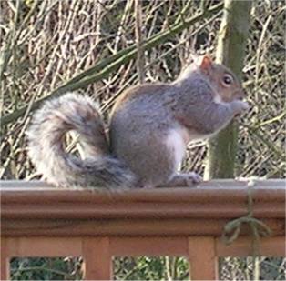 squirrel eating